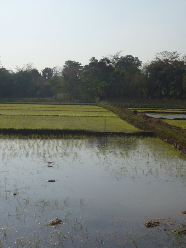 Travel - Myanmar - Inle Lake - First Boat Trip - The boat-drivers village - Rice and Cigars
